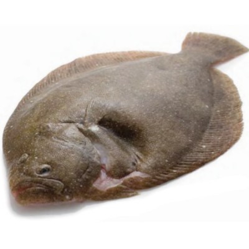 Fresh Brill Fillets X 2 Fish Shack Fresh Brill Fillets X 2 Fish Shack