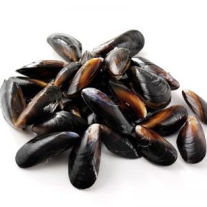 Live Mussels