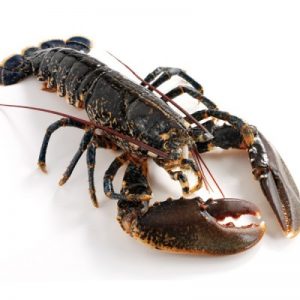 British Lobster