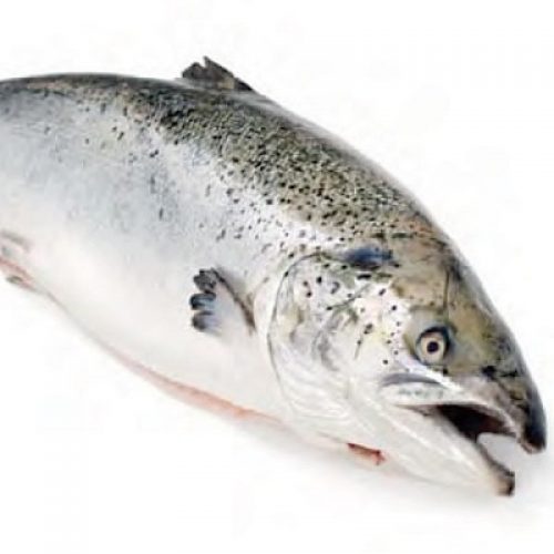 Whole Salmon