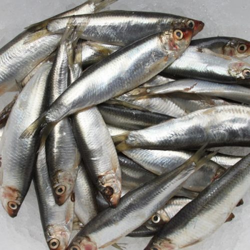 Sprats